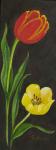 Rode en gele tulp